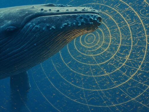 The Whales have gone Silent The Whales have gone Silent